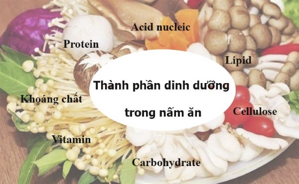 Giá trị dinh dưỡng phong phú trong nấm