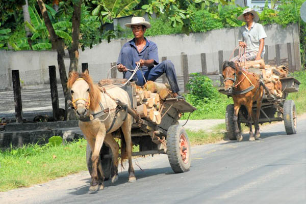 Xe súc vật kéo